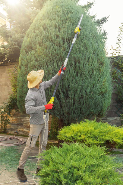 Trusted Lake Forest, CA Tree Removal and Landscaping Services Experts